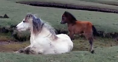 Baby Horse Refuses To Leave Mom’s Side. Rescuers Realize They Have To Act Fast (VIDEO)