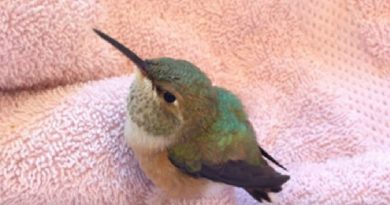 Rescued Hummingbird