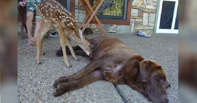 This Baby Deer’s Mommy Was Run Over By A Truck, What Happened Next Is A Miracle (VIDEO)