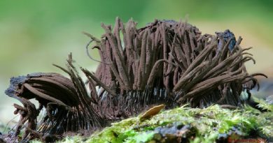 Stemonitis Species