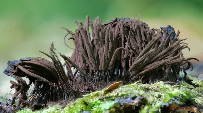 Stemonitis Species