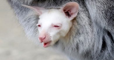 Albino Wallaby