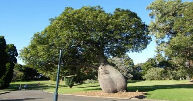 Bottle Tree