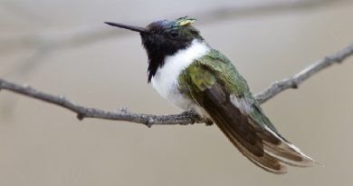 Horned Hummingbird