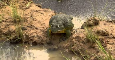 Bullfrog