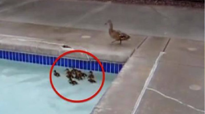 Ducklings Stuck