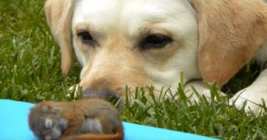 Millie The Labrador Decides To Adopt Baby Squirrel (VIDEO)