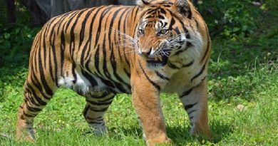 Animals in Florida