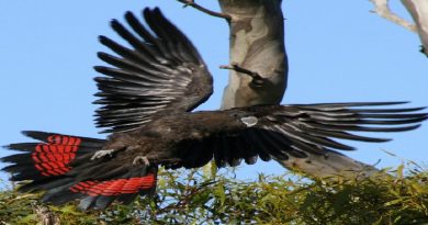 Black-Cockatoo