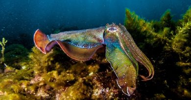 Australian Cuttlefish
