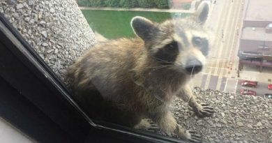 Raccoon Scales Skyscraper, Cat Predicts World Cup Results — No Comments Of The Week (VIDEO)