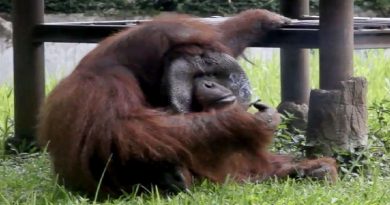 Smoking Orangutan