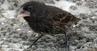 New Bird