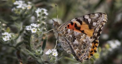 Insects Are Disappearing