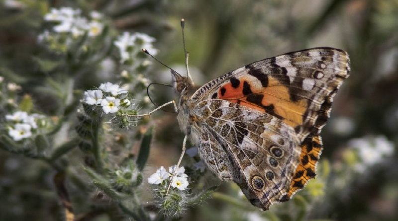 Insects Are Disappearing