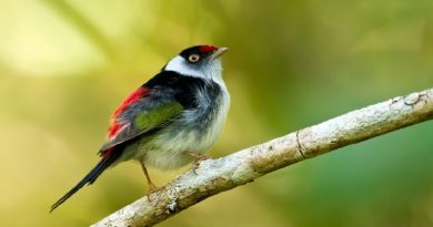 Tailed Manakin