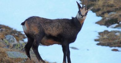 Chamois In Snow