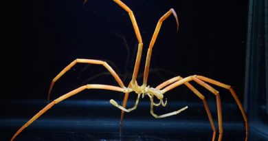 Giant Sea Spiders