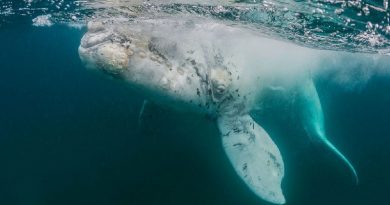 Rare White Whale