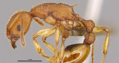 New Ant Species