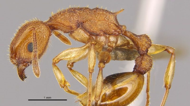 New Ant Species