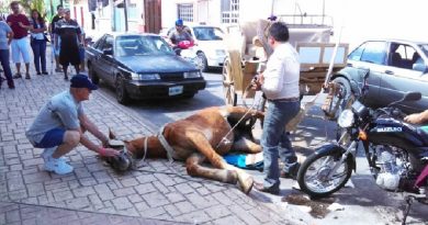 Why This Horse Collapsed On The Streets Will Give You Goosebumps (VIDEO)