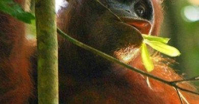 Orangutans