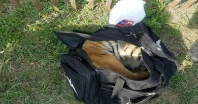 Baby Tiger Who Was Found In Duffel Bag Just Made His First Friend (VIDEO)