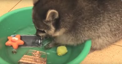 Raccoon Washing His Toys
