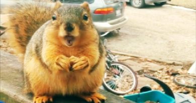 He Left Out Nuts For Squirrels… And Recorded This Hilarious Video.