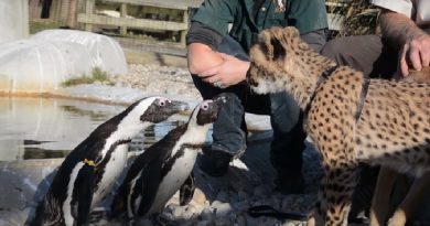 Kumbali The Cheetah Sees Some African Penguins, The Reaction Is Just Priceless!(VIDEO)