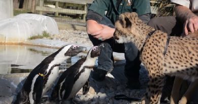 African Penguins