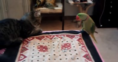 Parrot Is Speaking ‘Meow-Language’, Just Watch And See… OMG, Can You Believe It?! (VIDEO)