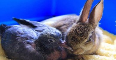 Baby Rabbit And Pigeon Tear Down Tiny Wall Just To Be Together