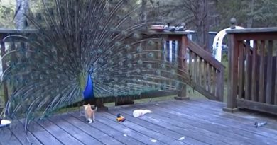 Kitten Sees A Massive