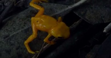 Brazilian Frog