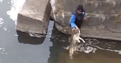 Drowning Dog