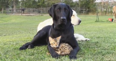 Dog Won’t Let Anyone Hurt His Little Kitten (VIDEO)