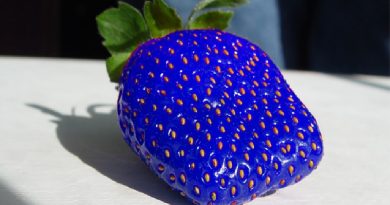 Blue Strawberry