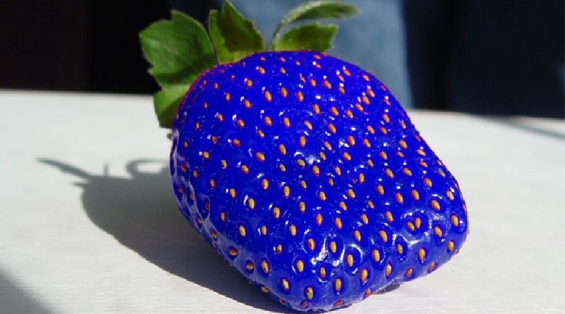 Blue Strawberry