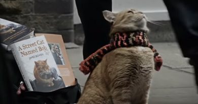 Meet The London Street Cat Named Bob That Turned A Homeless Man’s Life Around