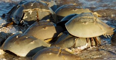 Horseshoe Crab