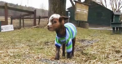 Baby Goat