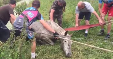 Bikers Save A Terrified, Drowning Horse Moments Before Death (VIDEO)