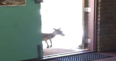 A Kangaroo Hopping