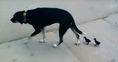 George The Dog Becomes Mommy To Two…Adorable Ducklings?! (VIDEO)