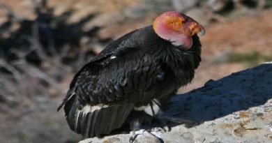 California Condor