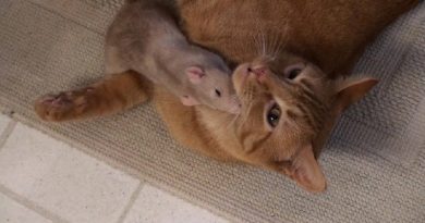 Rat And His Cat