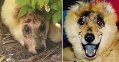 Dog Survives