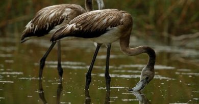 Flamingo Births